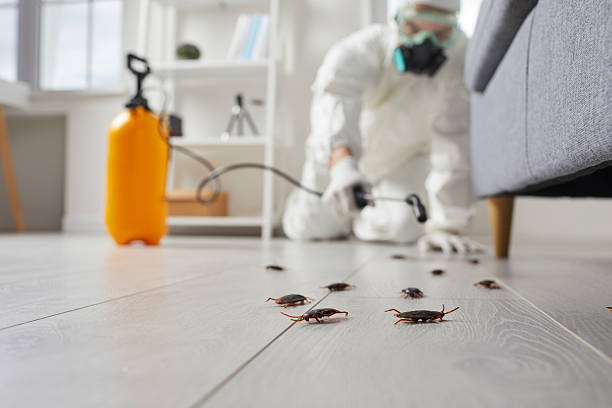 Commercial Kitchen Cockroach Control in Palmer Lake